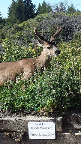 Deer at the Manual Trap Range